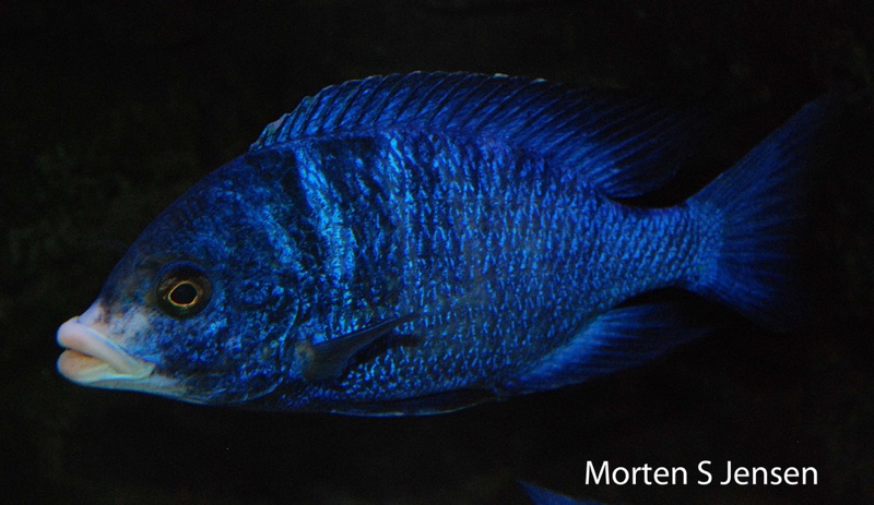 Placidochromis phenochilus 'Mdoka Reef'